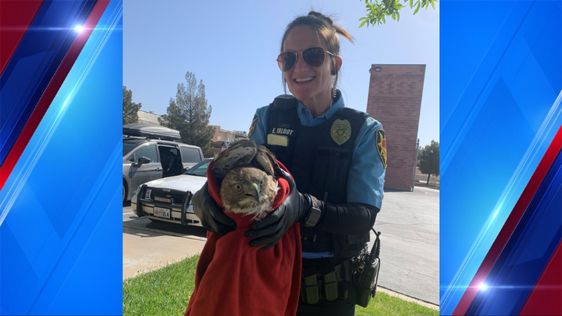 St. George police officer Talbot with a hawk that she rescued on Interstate 15.