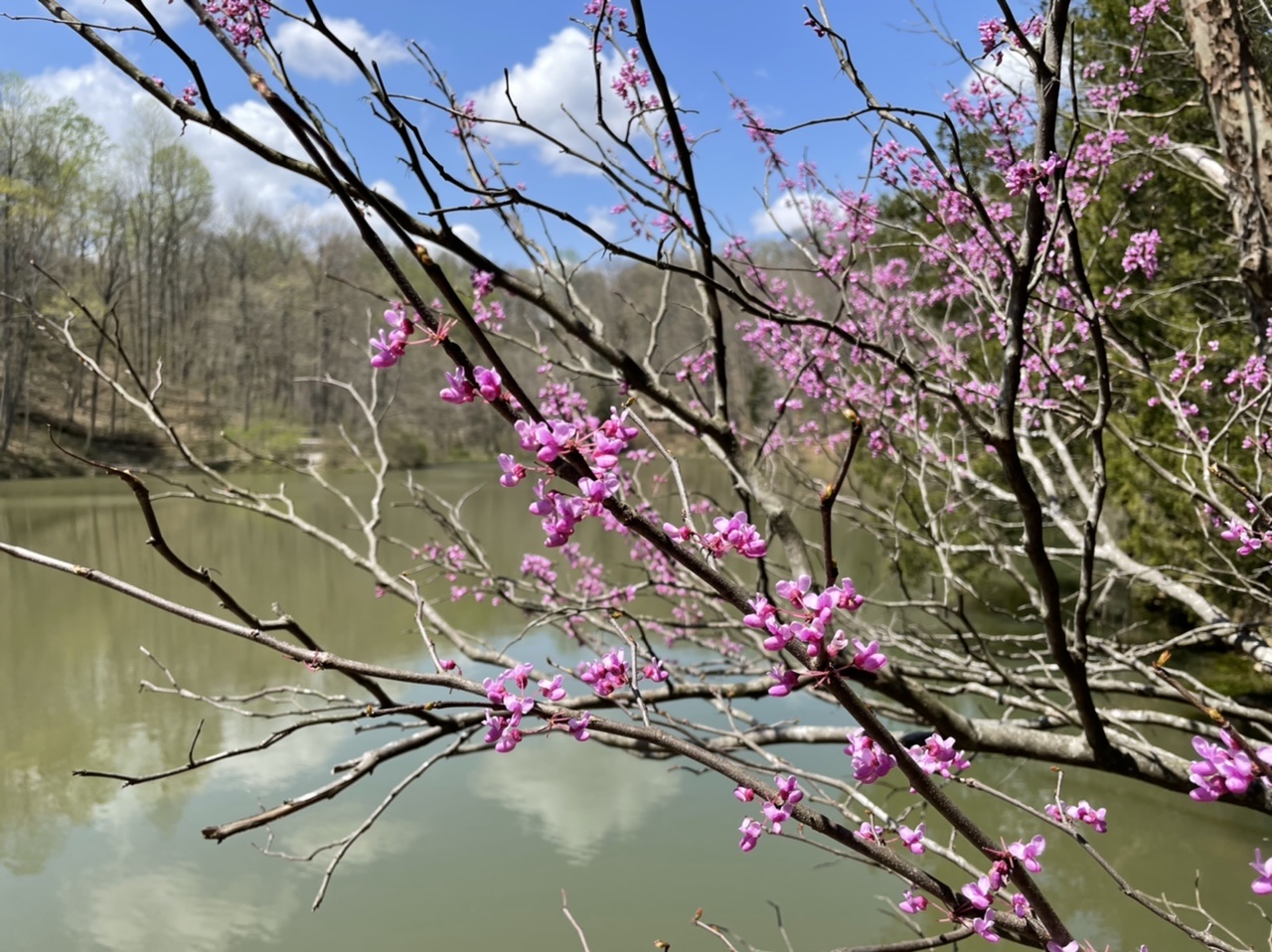 The High Reservoir at Saunders Springs Nature Preserve in Radcliff, Kentucky.  Photo taken by and the property of FourWalls.