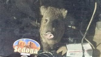 A javelina inside of a station wagon in Arizona after seeing a snack inside.