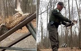 Environmental police officer Fonda rescuing a hawk that was stuck on a picnic table/ Environmental police officer Fonda rescuing a hawk that was stuck on a picnic table/