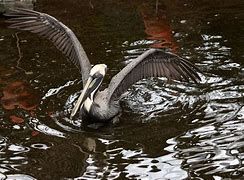 Brown pelican image from Fort Myers Florida Brown pelican image from Fort Myers Florida