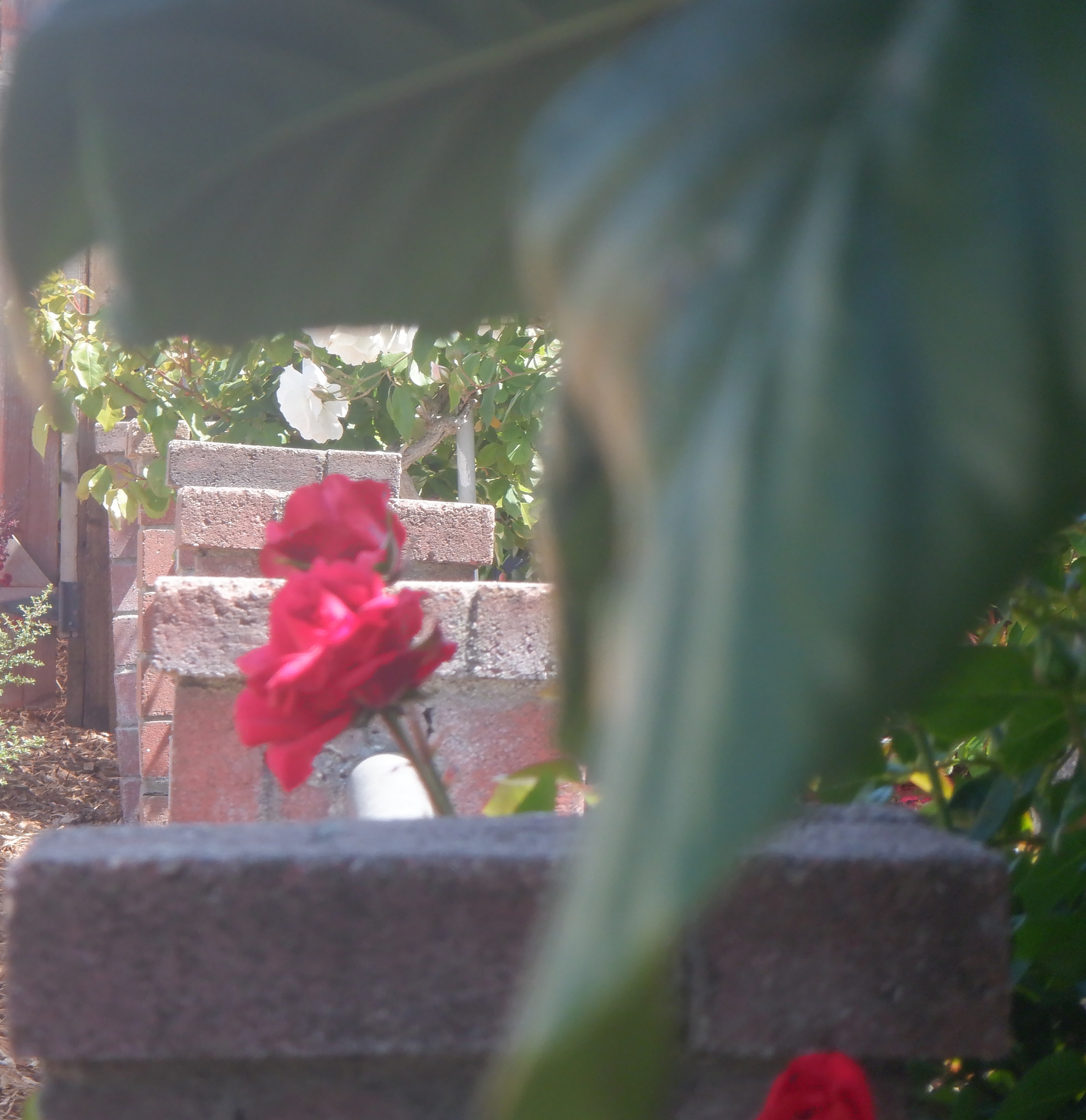 Photo taken by me 5-1-22 Photo taken by me 5-1-22