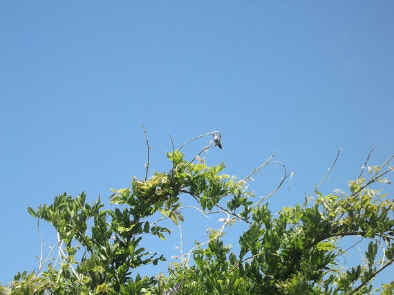 Hummingbird photo taken by me Hummingbird photo taken by me