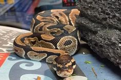 Wolverine the python sighting inside of a Wal Mart in Bloomington Indiana Wolverine the python sighting inside of a Wal Mart in Bloomington Indiana