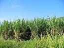 Sugar Cane - Here's a pic of a sugar cane field