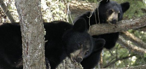 A black bear in a tree in California. A black bear in a tree in California.