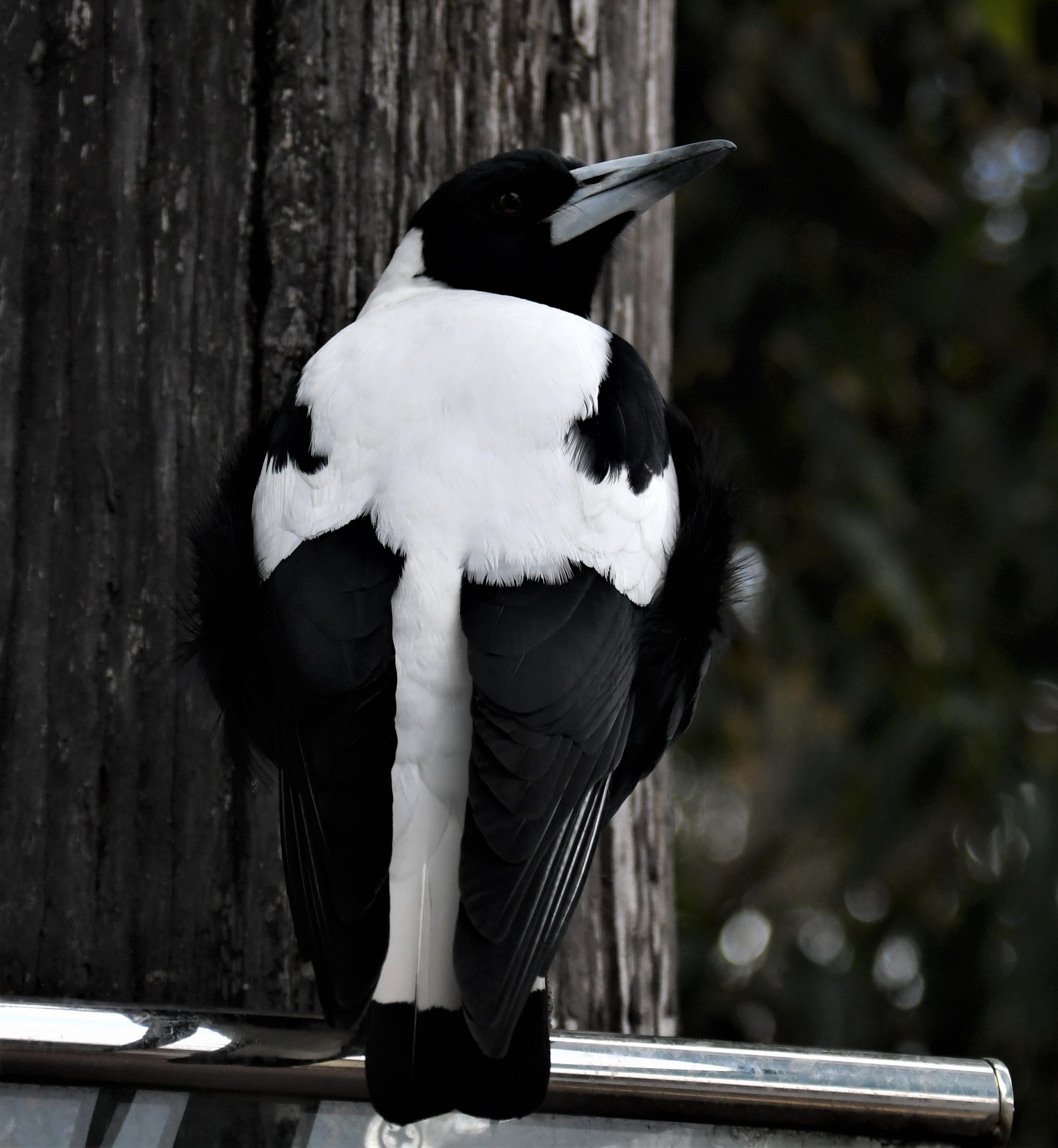 Magpie at Cape Naturaliste, Western Australia Magpie at Cape Naturaliste, Western Australia