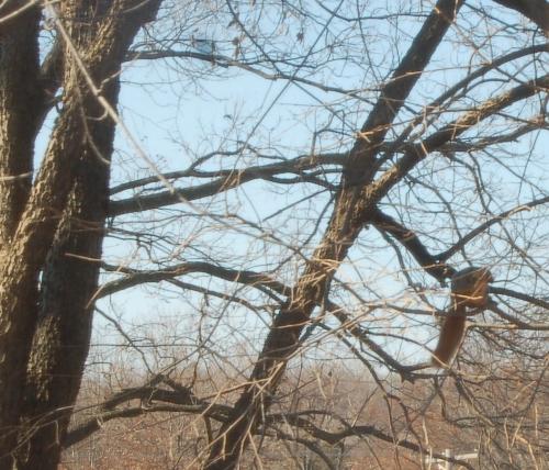 Squirrel - Can you see the squirrel in the tree?