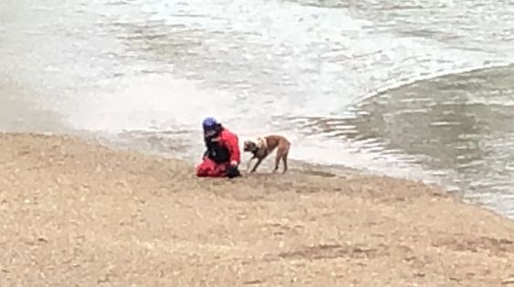 A Columbus firefighter rescues a dog that was trapped in a sandbar in Indiana