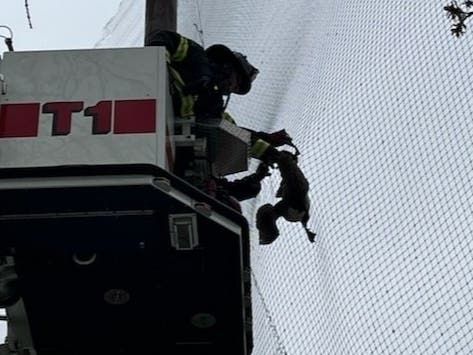 A Canadian goose that needed help from firefighters to get loose from a trap A Canadian goose that needed help from firefighters to get loose from a trap