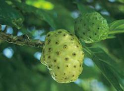 fruits on tree - noni fruits
