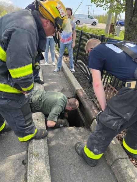 Columbus firefighters rescue a pair of goslings trapped in a storm drain. Columbus firefighters rescue a pair of goslings trapped in a storm drain.