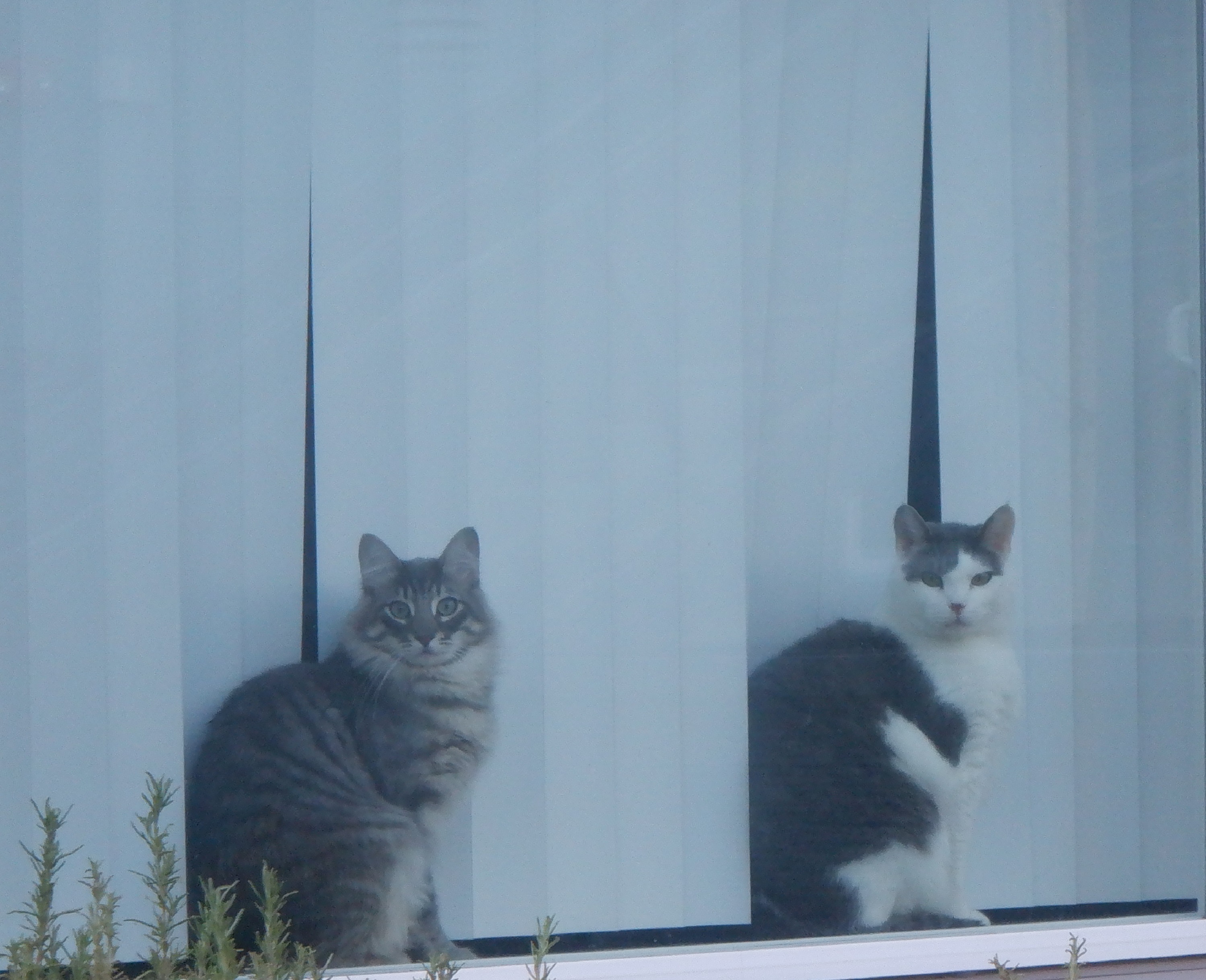 Photo I took of two cats watching me walk by Photo I took of two cats watching me walk by