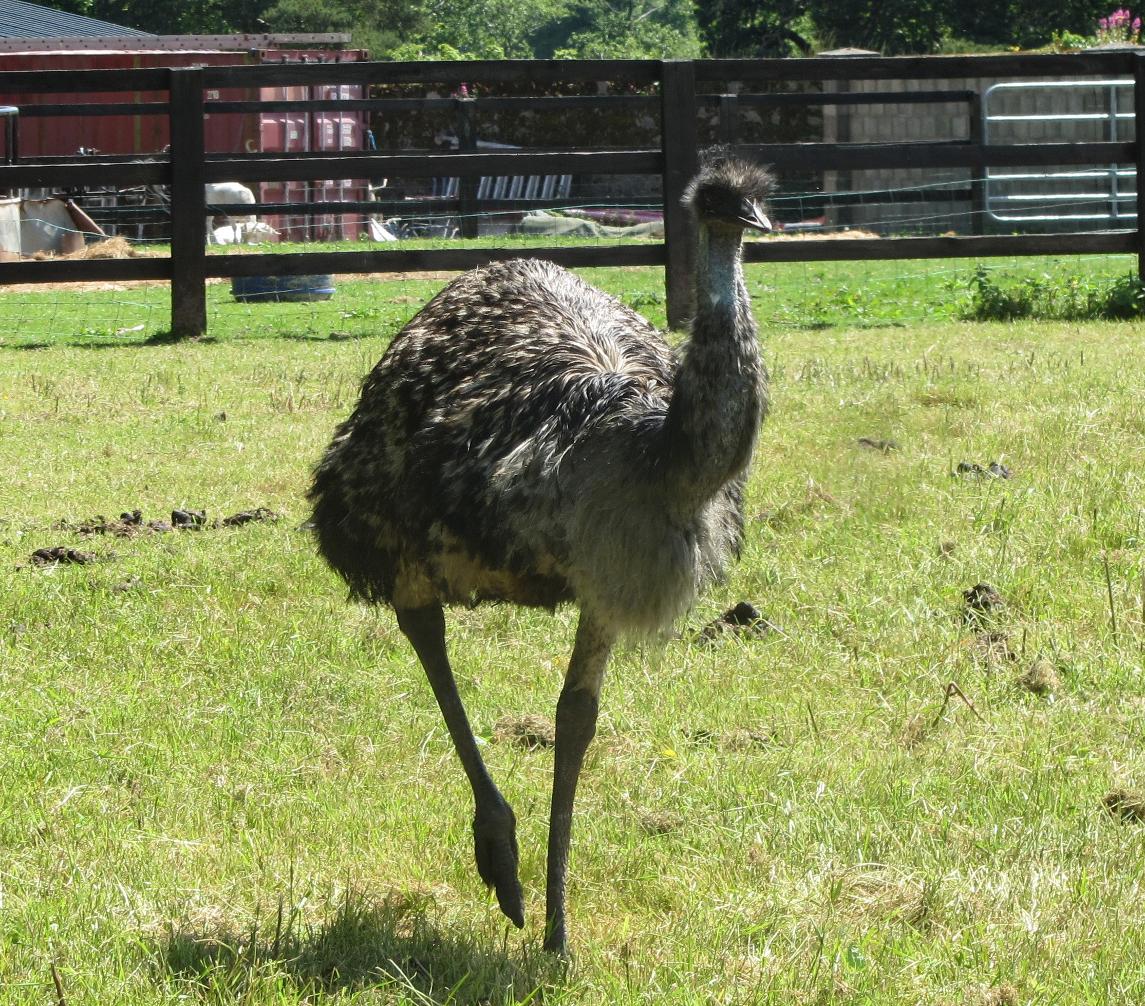 Emu at Parsons Green Holiday Park, Tipperary