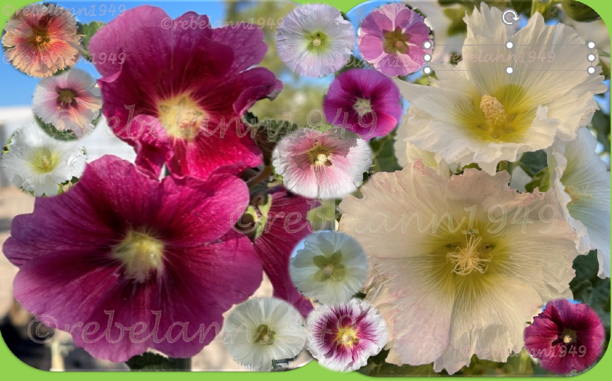 Just a collage of the many hollyhocks I&#039;ve gotten