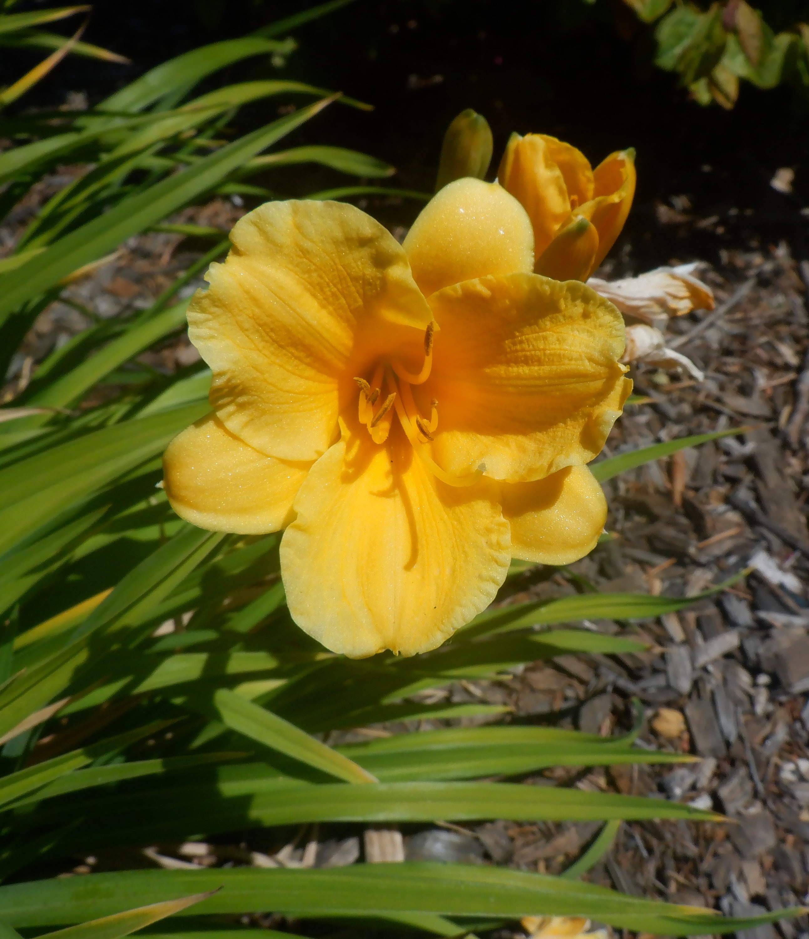 Photo taken by me 5-14-22 Photo taken by me 5-14-22