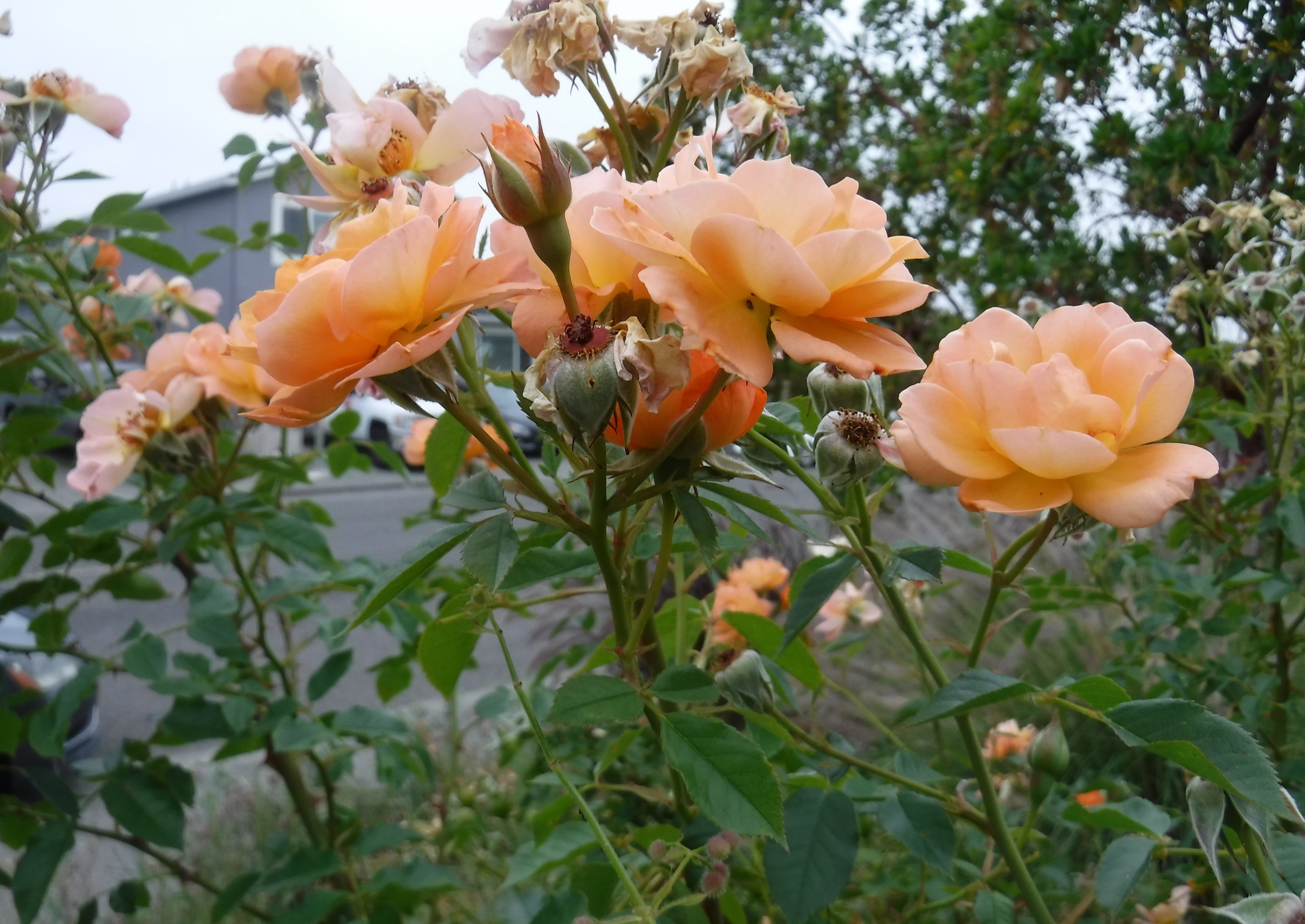 Photo taken by me 6-20-20