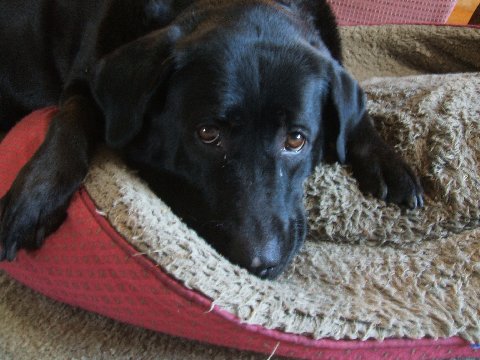 Angel on her old bed at the house Angel on her old bed at the house