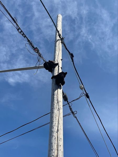 Two cubs on an electrical pole in Ontario.