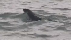 A river otter seen in the Detroit River earlier this month.
