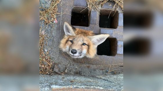 A poor fox has his or her trapped in a sewer gate in Massachusetts get rescued. A poor fox has his or her trapped in a sewer gate in Massachusetts get rescued.