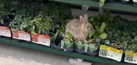 A rabbit eating plants inside of a Wal Mart store in Colorado Springs last month. A rabbit eating plants inside of a Wal Mart store in Colorado Springs last month.