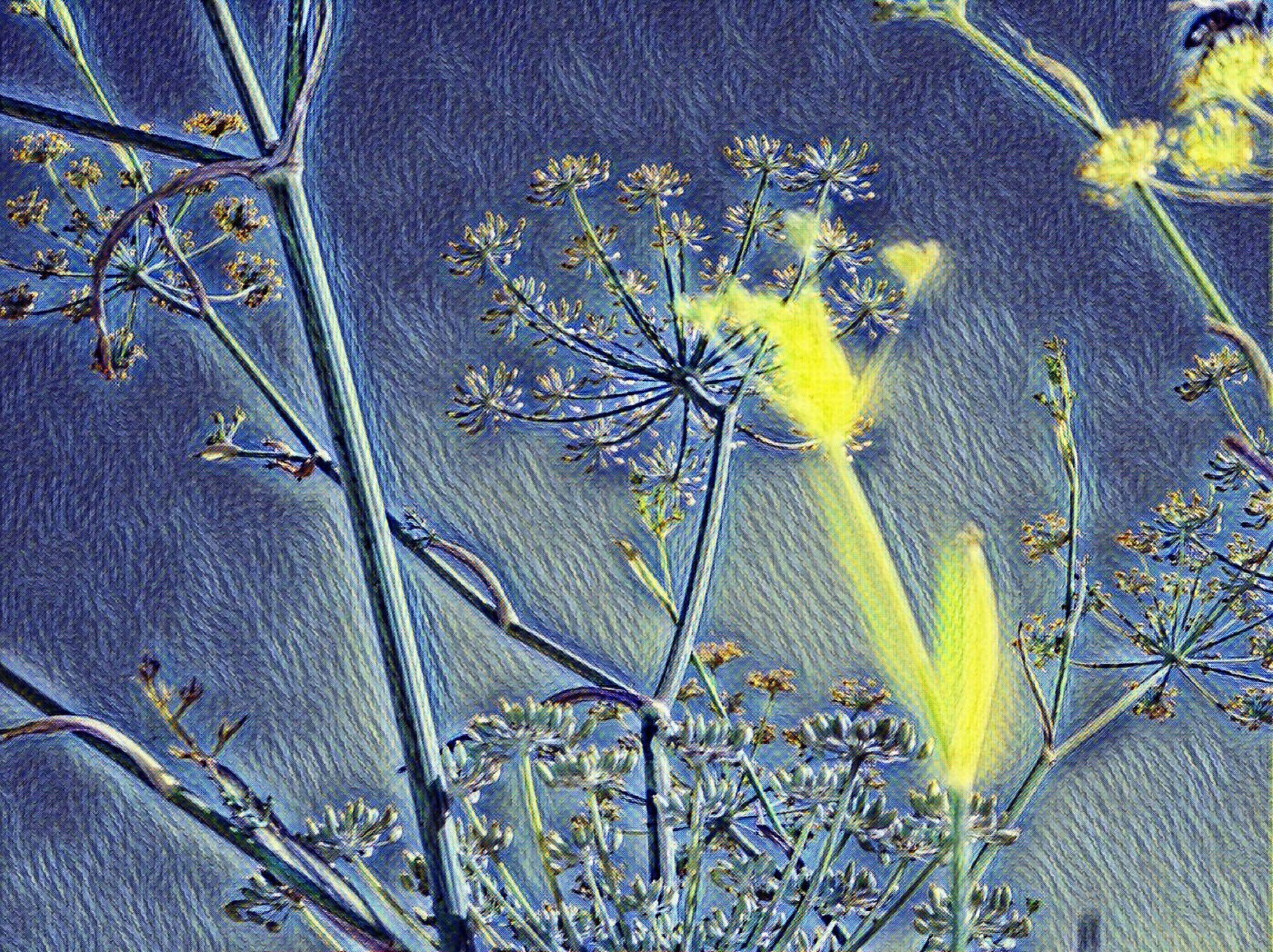 Photo taken by me 7-12-21 w Starry Night effect on LunaPic.com