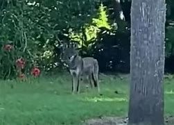 A coyote flees from an otter in a park in Seminole County Florida.
