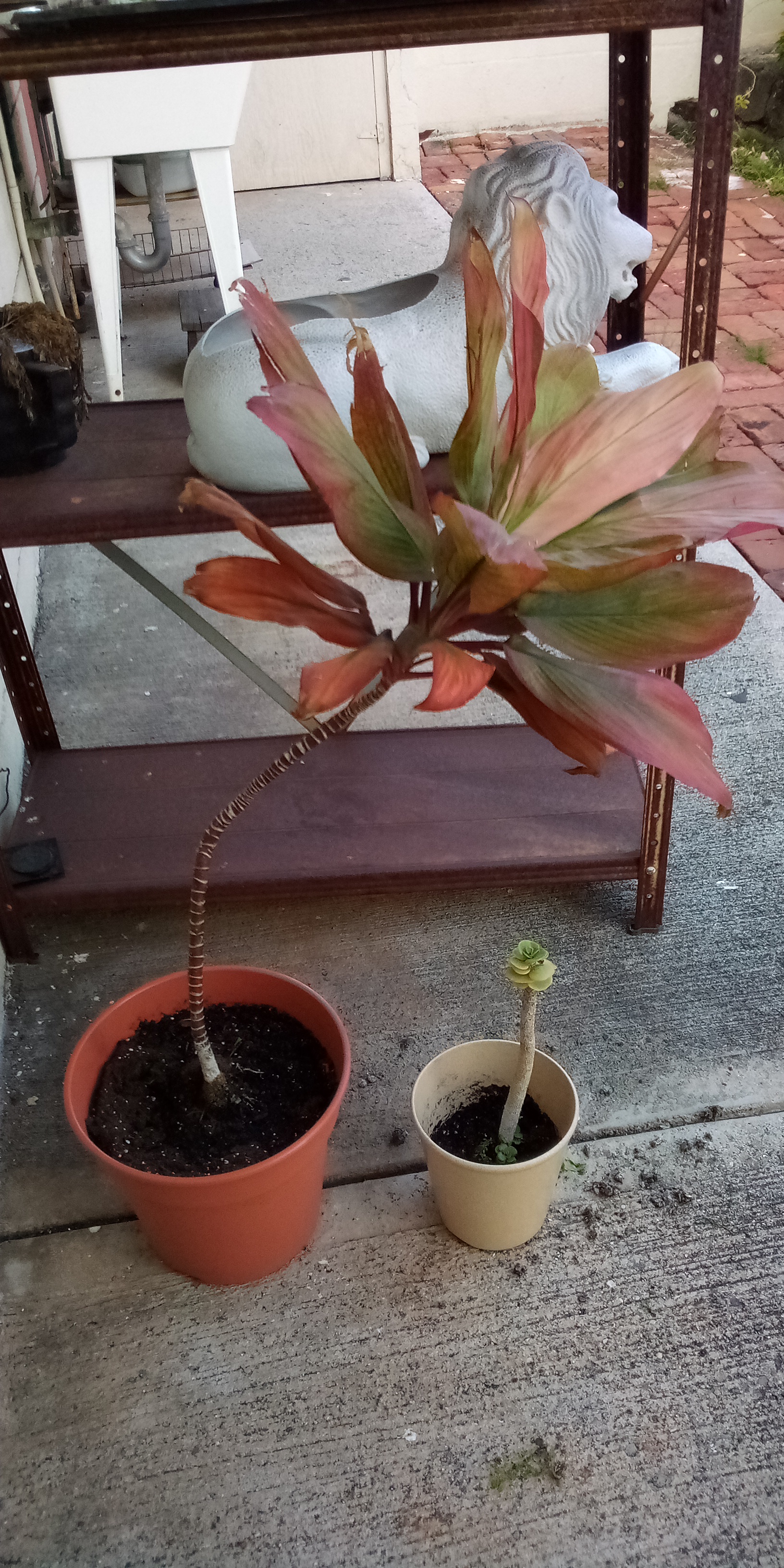 My newly repotted plants. My newly repotted plants.