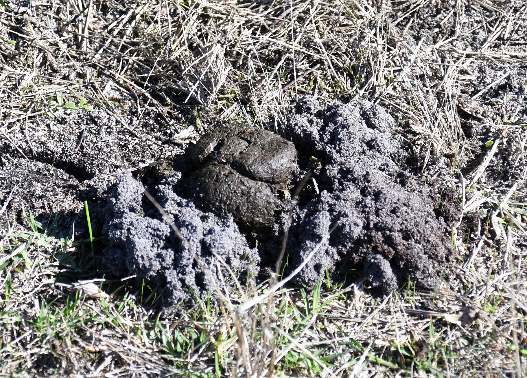 dung beetles at work dung beetles at work