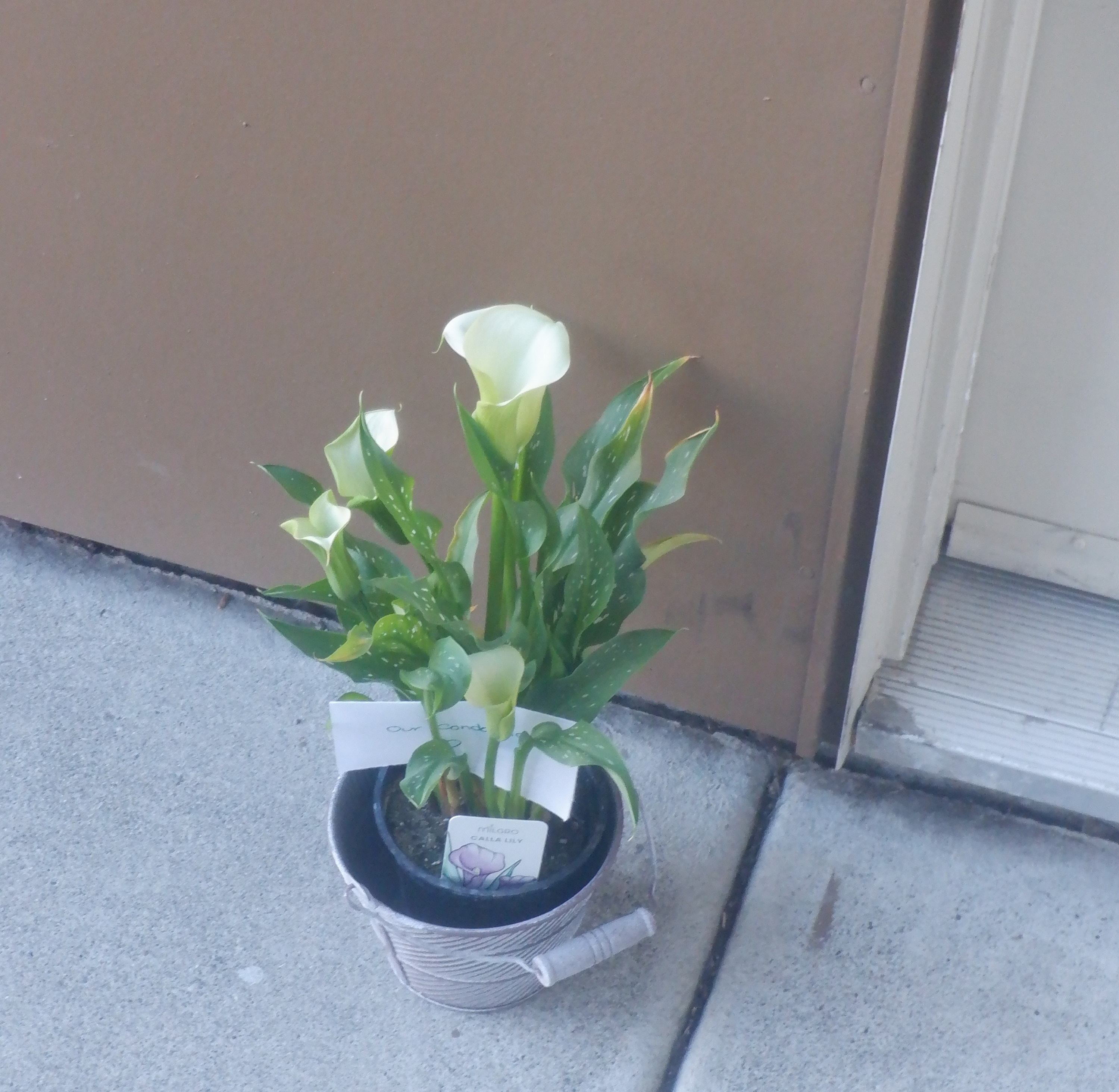Photo I took of the flowers that I received this morning Photo I took of the flowers that I received this morning