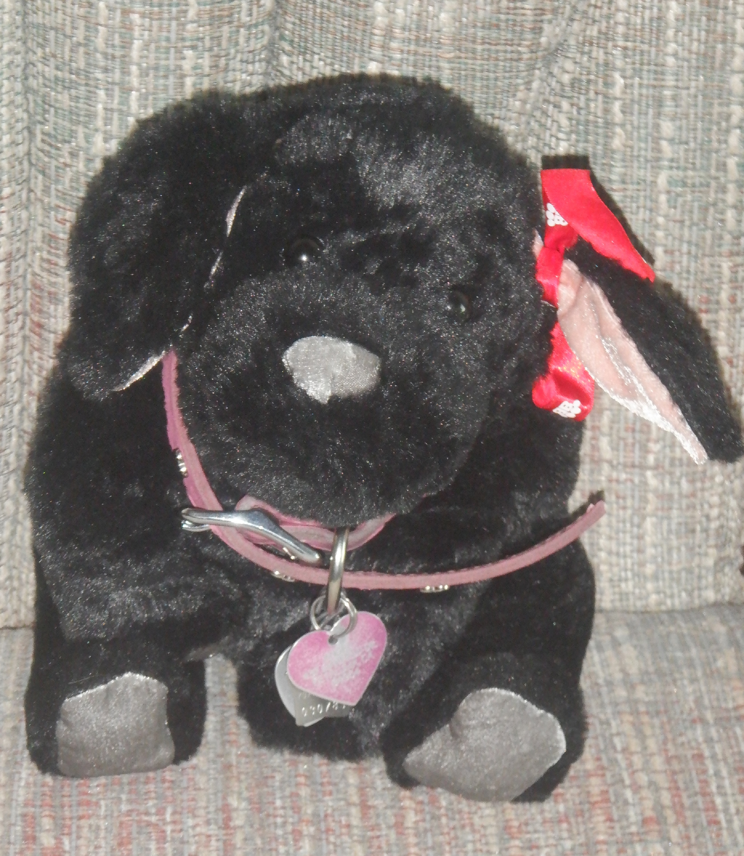 Photo I took of Beacon with Angel's collar on. Photo I took of Beacon with Angel's collar on.