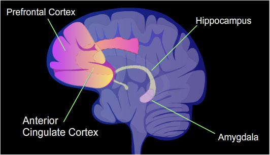 https://commons.wikimedia.org/wiki/File:Brain_regions_involved_in_memory_formation.jpg https://commons.wikimedia.org/wiki/File:Brain_regions_involved_in_memory_formation.jpg