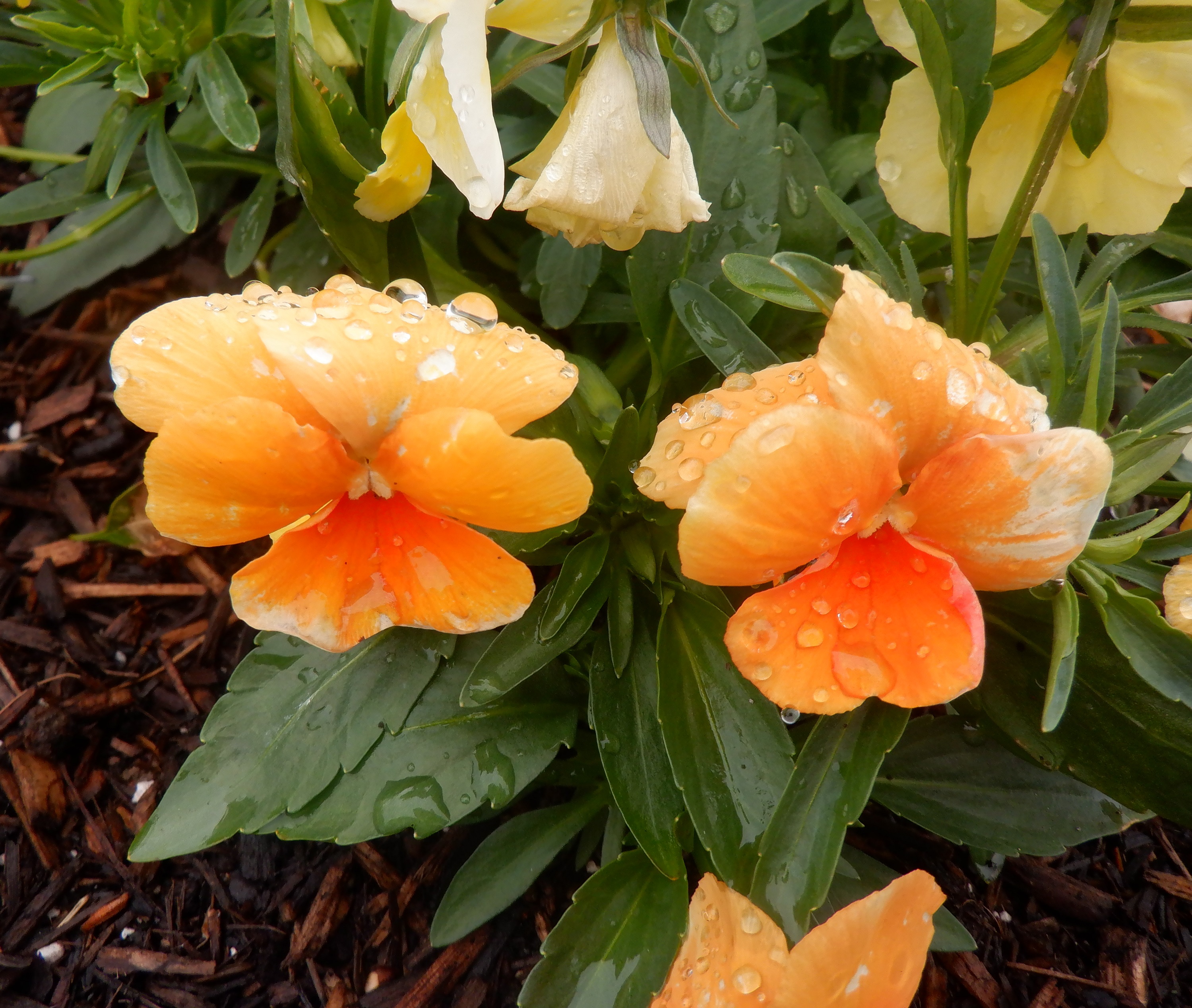 Orange flowers Orange flowers