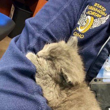 A kitten named Trooper is now found a new home in Lebanon Ohio. A kitten named Trooper is now found a new home in Lebanon Ohio.