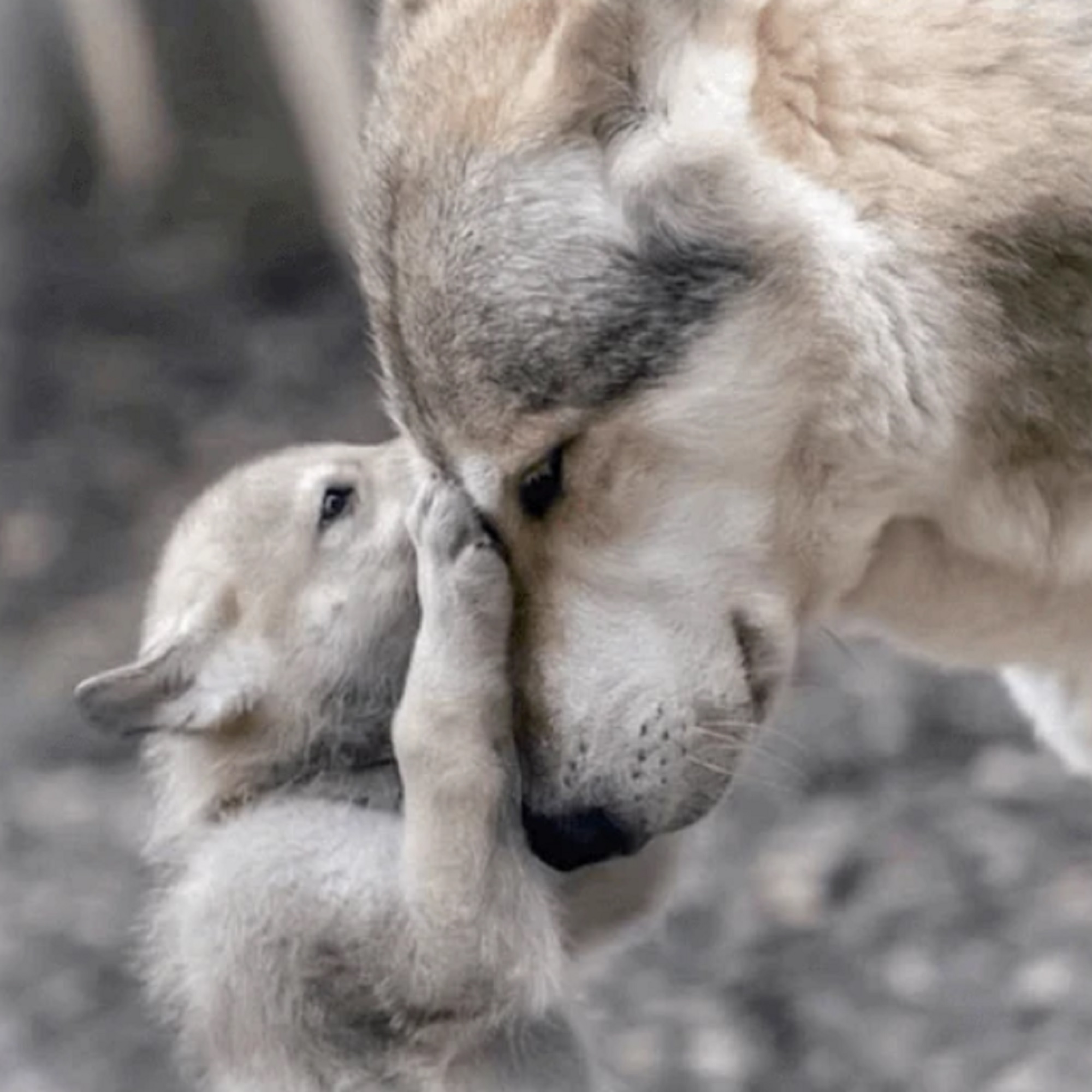 screen shot of a shewolf with her baby