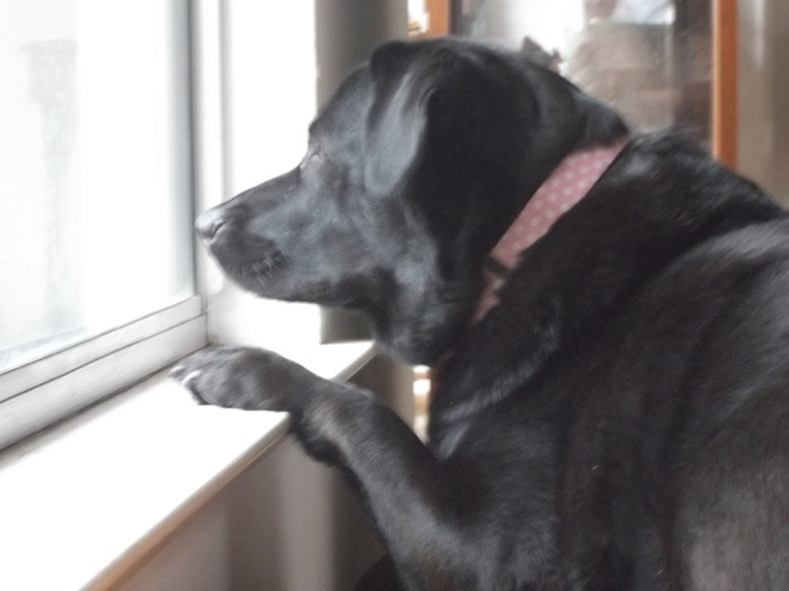 Angel looking out the window at my house Angel looking out the window at my house