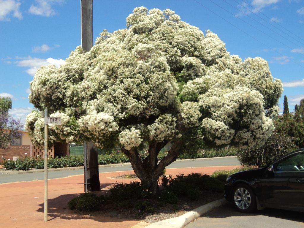 Meleleuca, Wagin, Western Australia