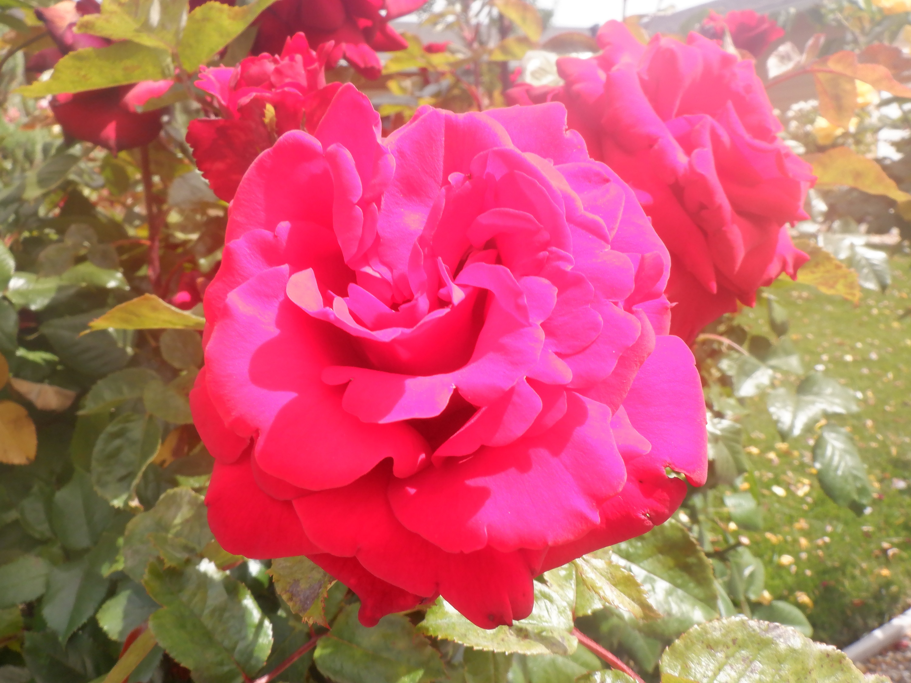 Photo taken by me 5-28-22