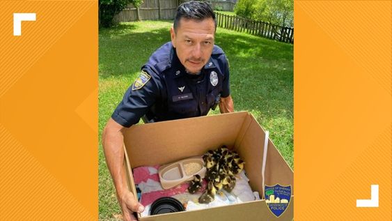 Jacksonville police officer Marc Medina with 18 ducklings inside of a box. Jacksonville police officer Marc Medina with 18 ducklings inside of a box.