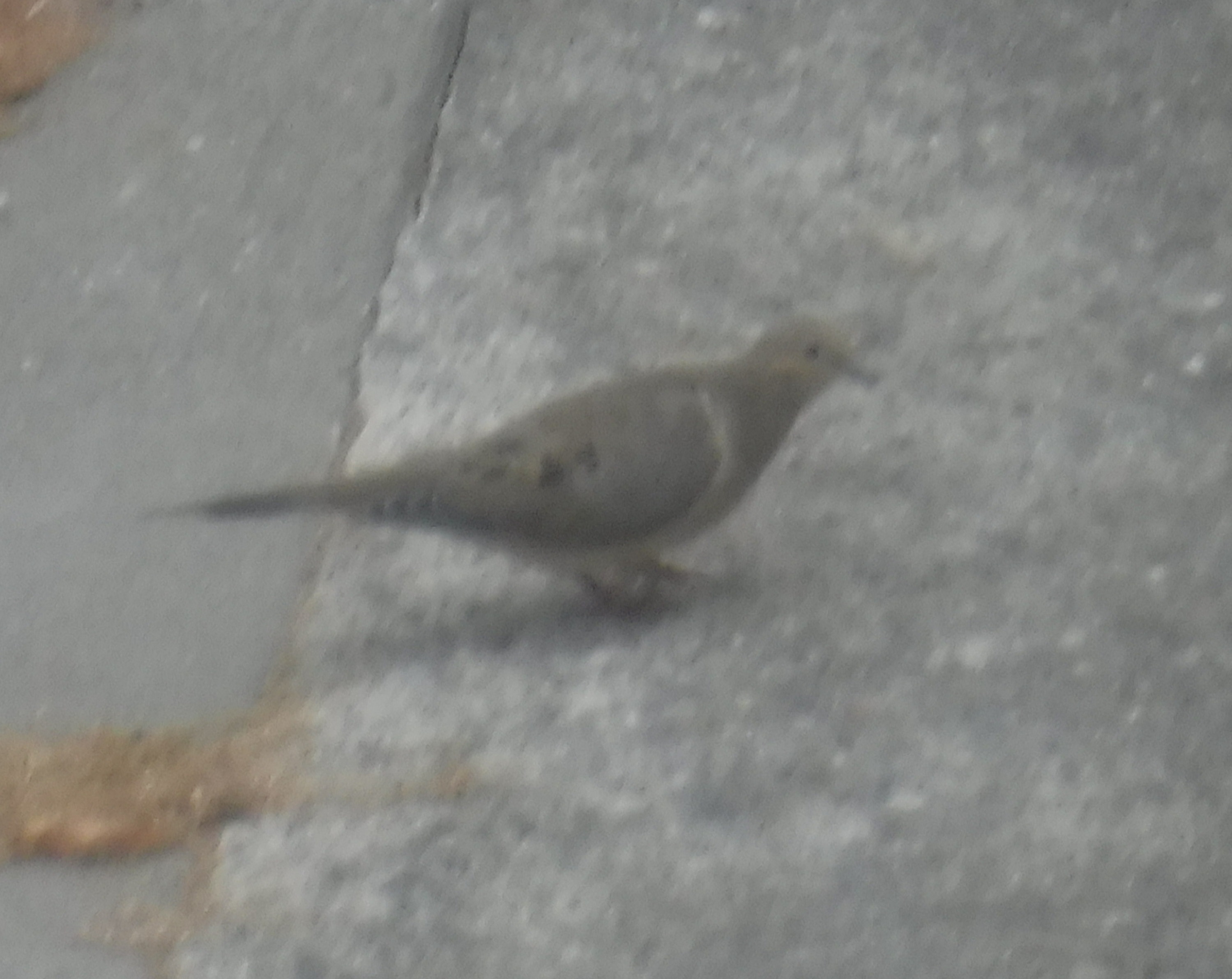 Dove photo by me 9-13-20 Dove photo by me 9-13-20