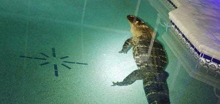 A huge alligator swimming in a pool in Charlotte County Florida
