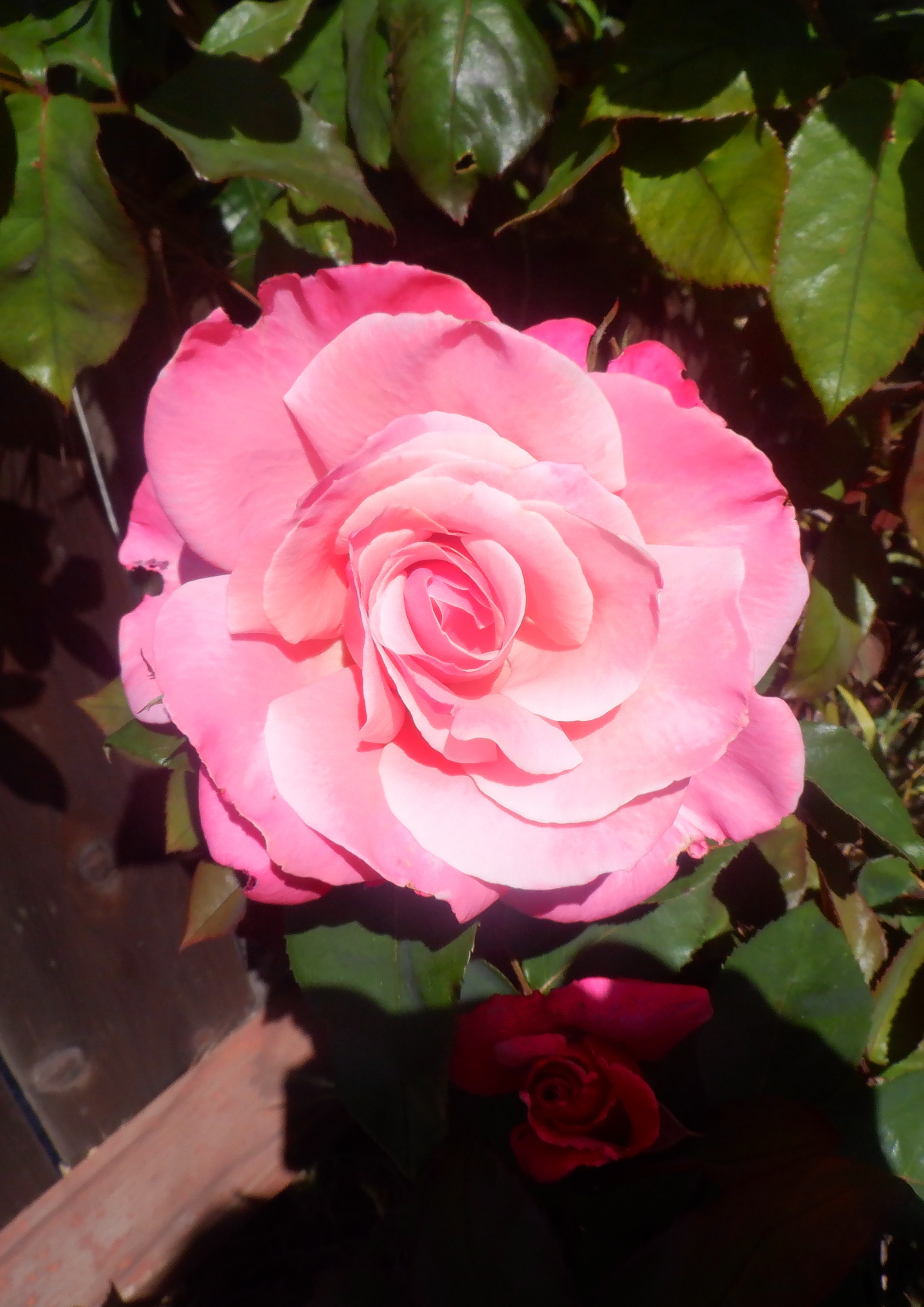 Photo taken by me 6-2-22
