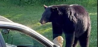 A bear breaking into an auto in a parking lot in Jackson New Hampshire. 