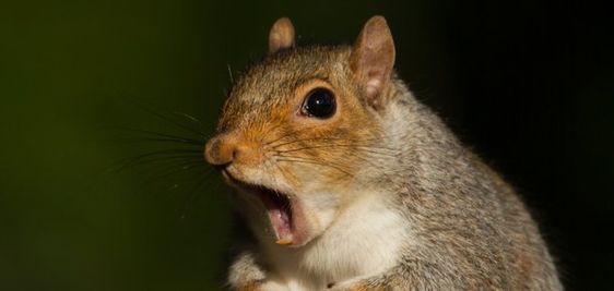 Image of a squirrel saying "I did not mean to." Image of a squirrel saying "I did not mean to."