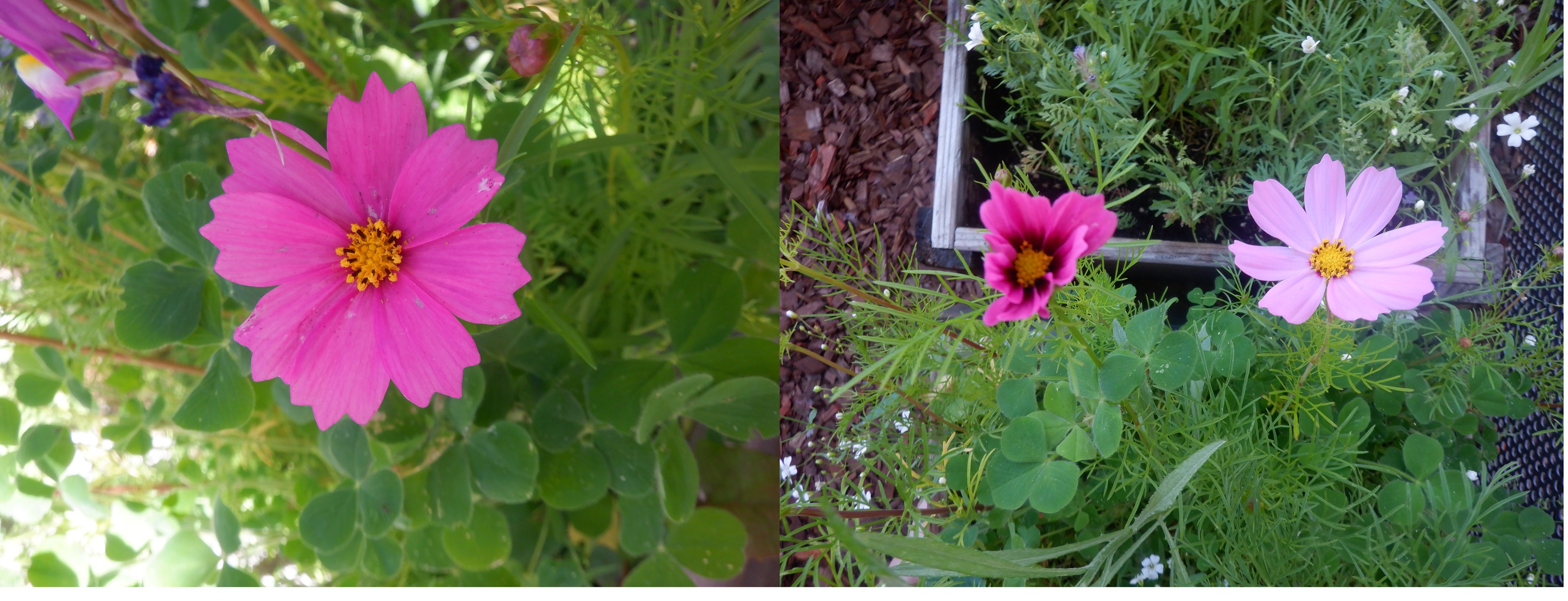 Photos taken by me put togethrer on Microsoft Paint