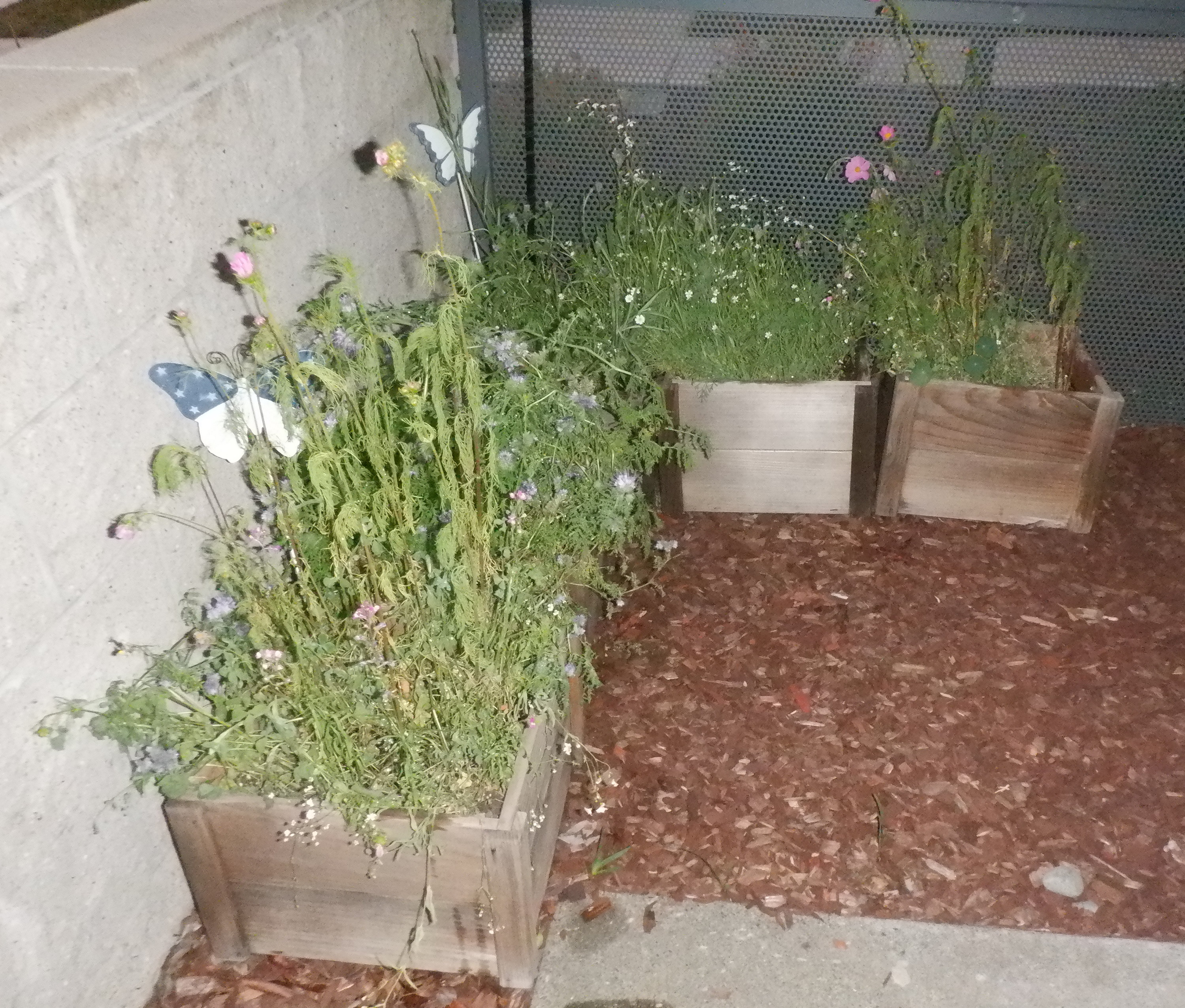 Photo I took of my garden boxes this evening Photo I took of my garden boxes this evening