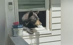 A bear enters a home in Connecticut to help himself to some food. A bear enters a home in Connecticut to help himself to some food.