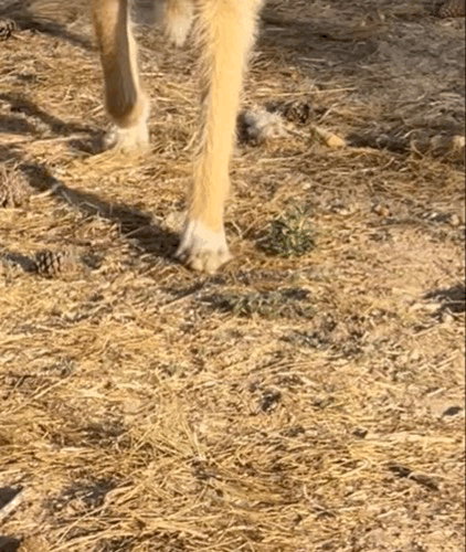 I created this GIF of Roscoe running towards me, I hope it&#039;ll load. 