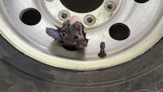 A small kitten has his head stuck in a rim of a tire on Tuesday morning.